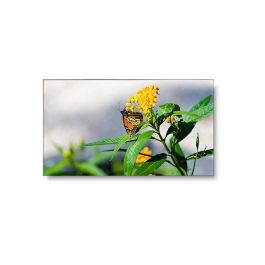 NEC UN462VA 46" FHD Ultra-Narrow Professional LCD Monitor