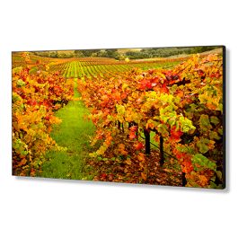 NEC X554UN-2 55" FHD LED Backlit Display